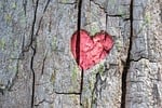 heart, tree, engraving, love, nature, tree bark, heart, heart, heart, heart, heart
